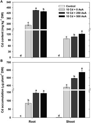 Ascorbate-Mediated Modulation of Cadmium Stress Responses: Reactive Oxygen Species and Redox Status in Brassica napus